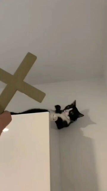 Cat-orcism? Hilarious pet parent POV