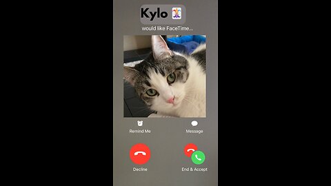 Cat FaceTime Conversations