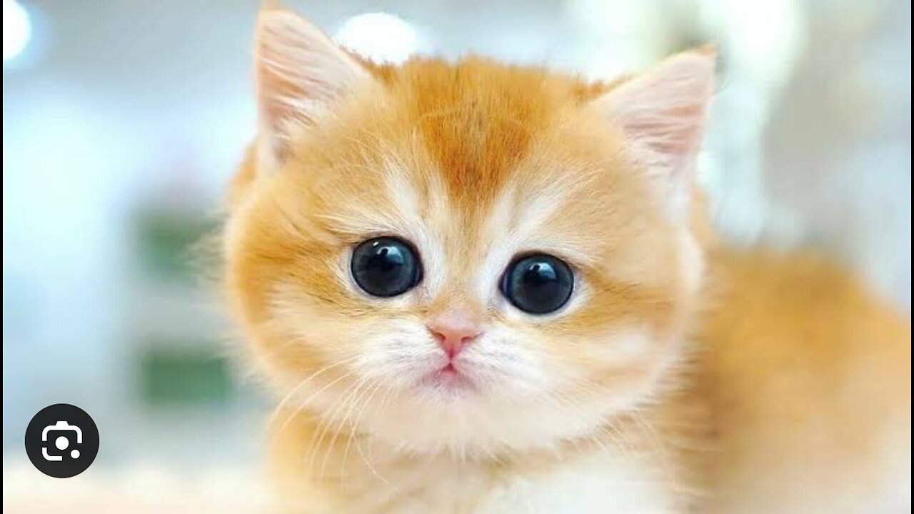 Funny Cats Videoš». Ep#2