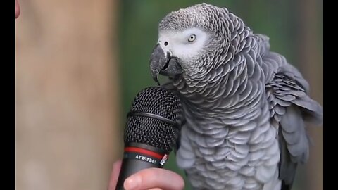 Cute parrot talk 🦜