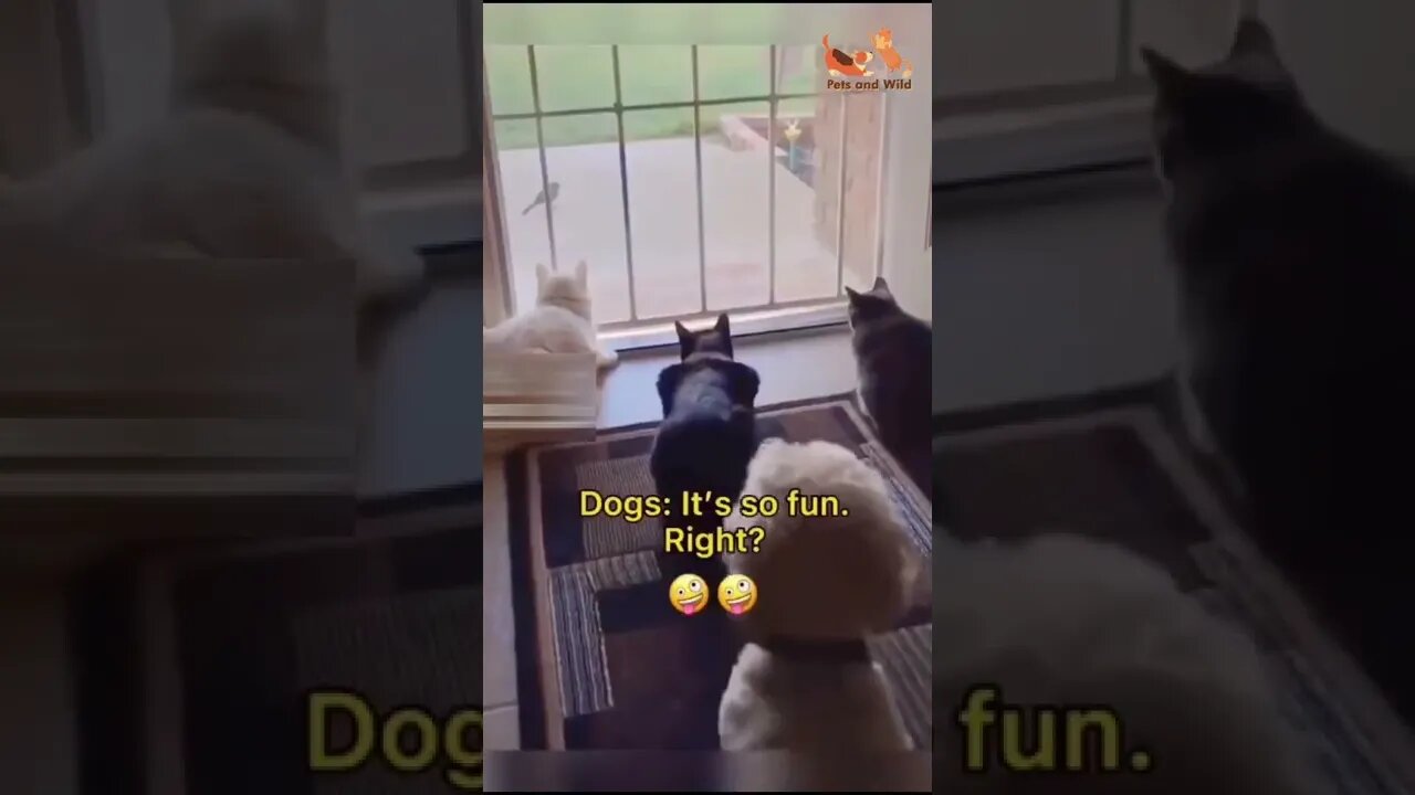 Try not to laugh very funny cats and dogs video #adorabledogs #adorablecats #petsandwild