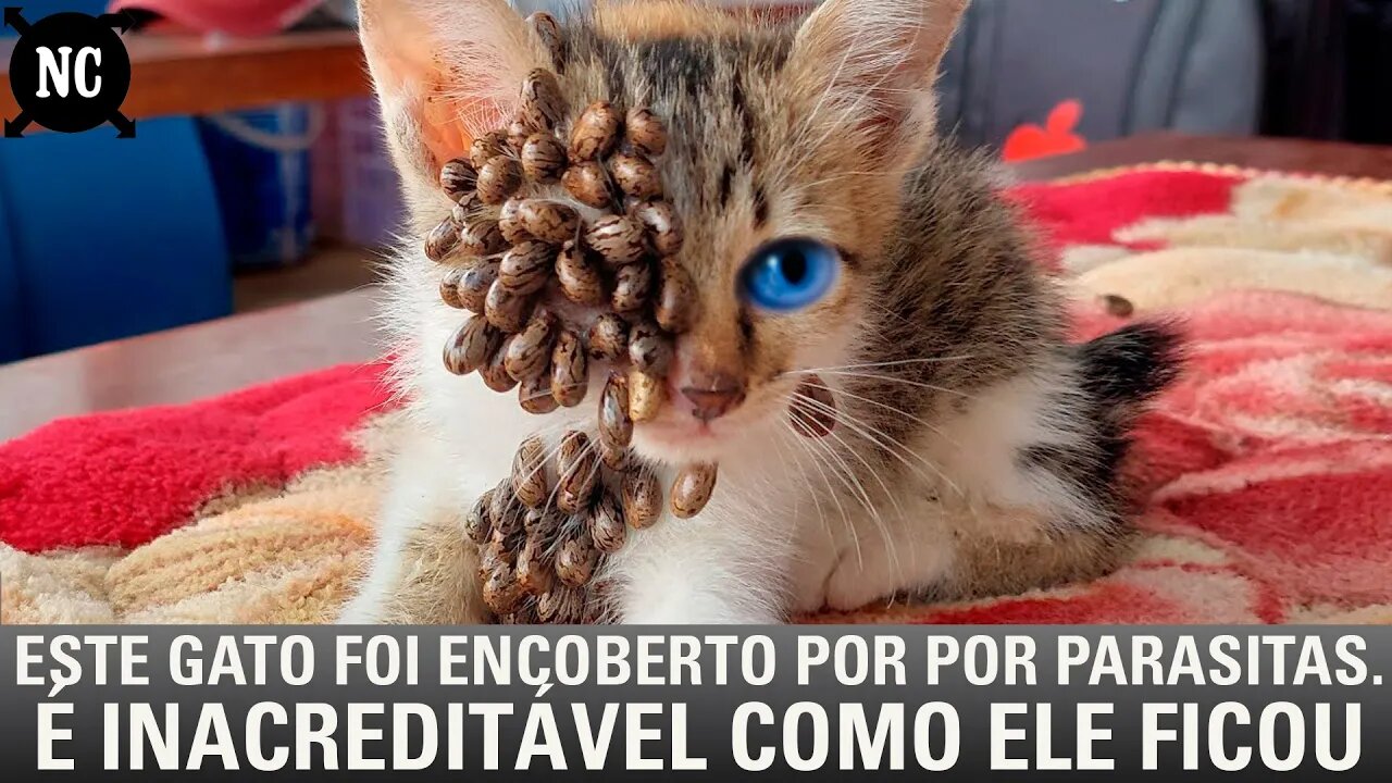 Este gato foi encoberto por por parasitas. É inacreditável como ele ficou