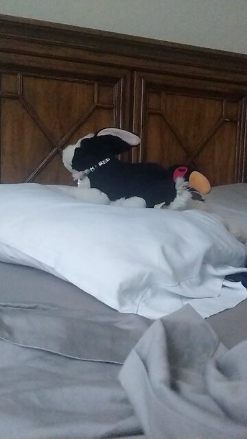 Bunny asking questions