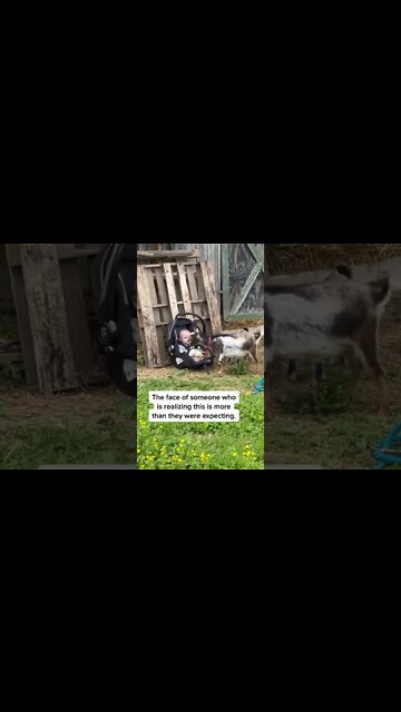 What did he get himself into? #shorts