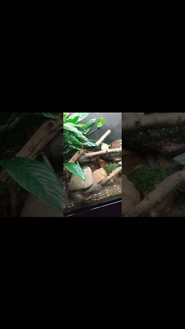 Amphibious ode to Ogden Nash 13, 2021