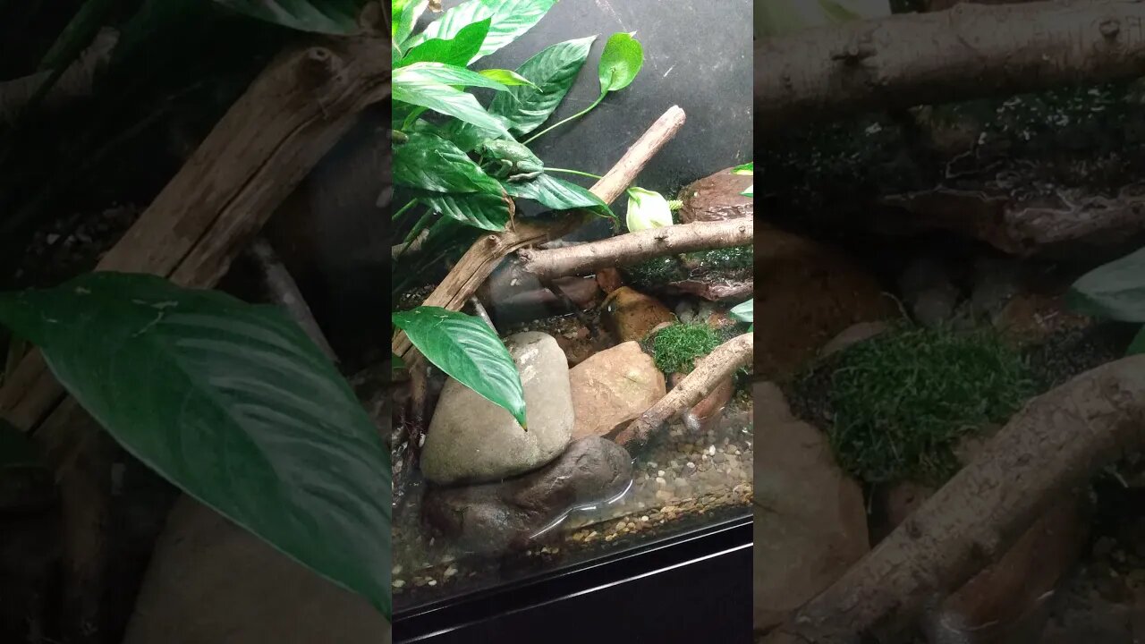 Amphibious ode to Ogden Nash 13, 2021