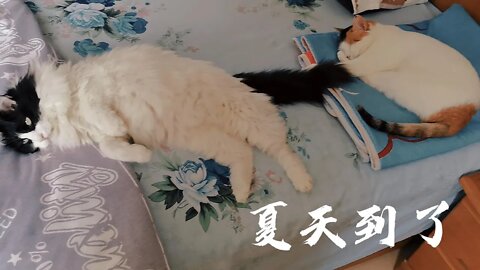 夏天到了，猫猫们也开始放飞自我了。