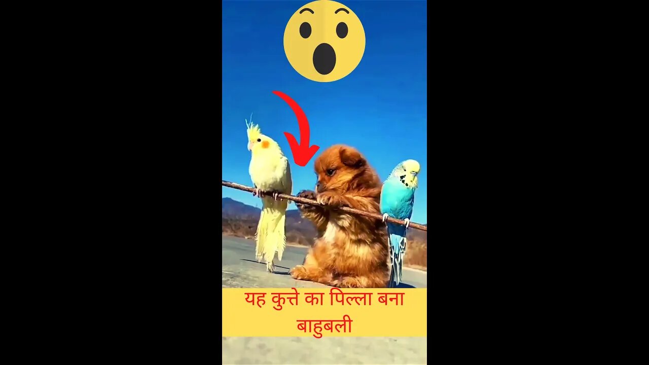 यह कुत्ते का पिल्ला बना बाहुबली😱This dog's puppy became Bahubali👈