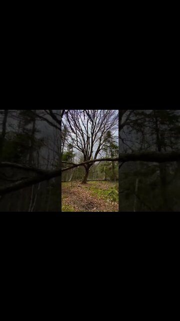 Dolly Zoom of Big Tree in Forrest