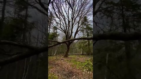 Dolly Zoom of Big Tree in Forrest