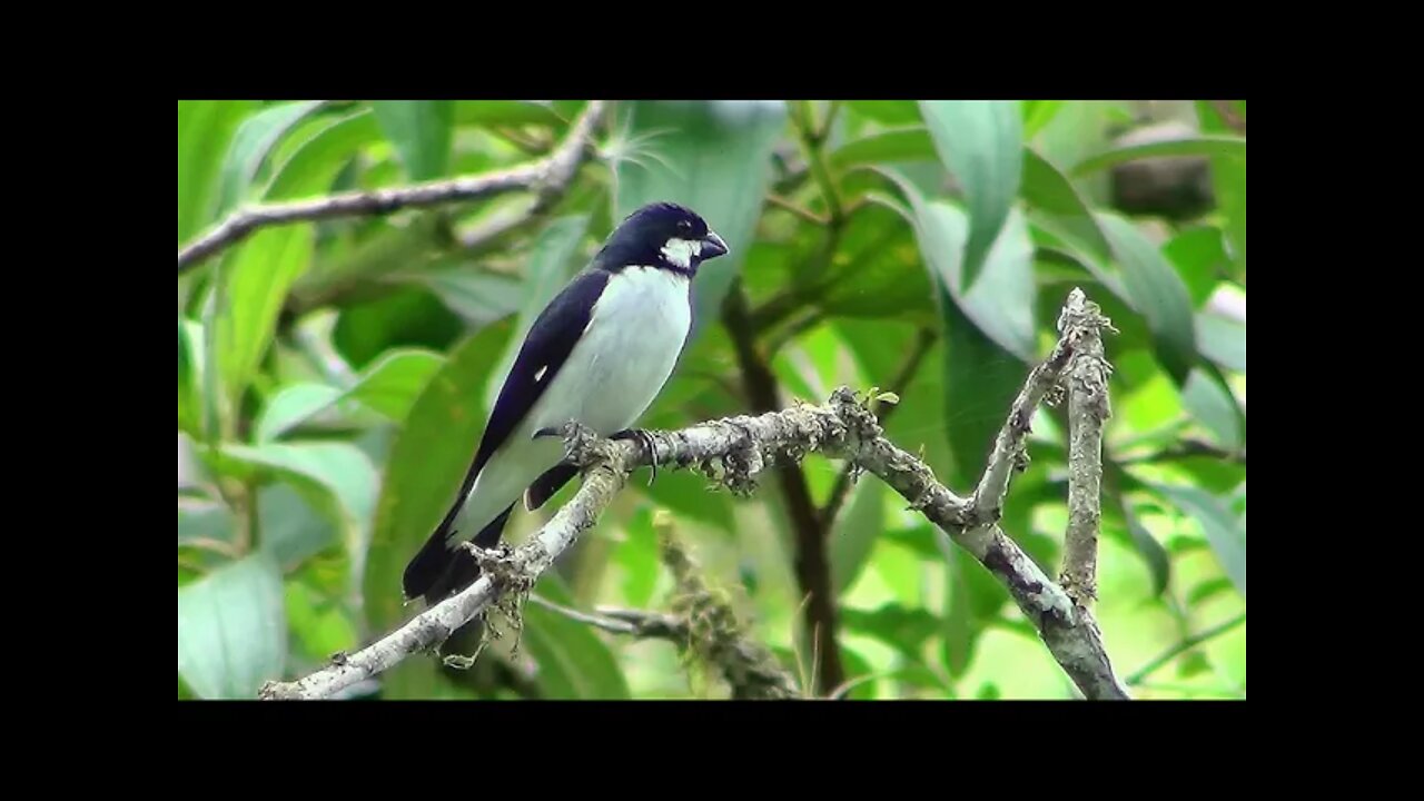 Bigodinho canto Dobrado - Esse Canta Muito