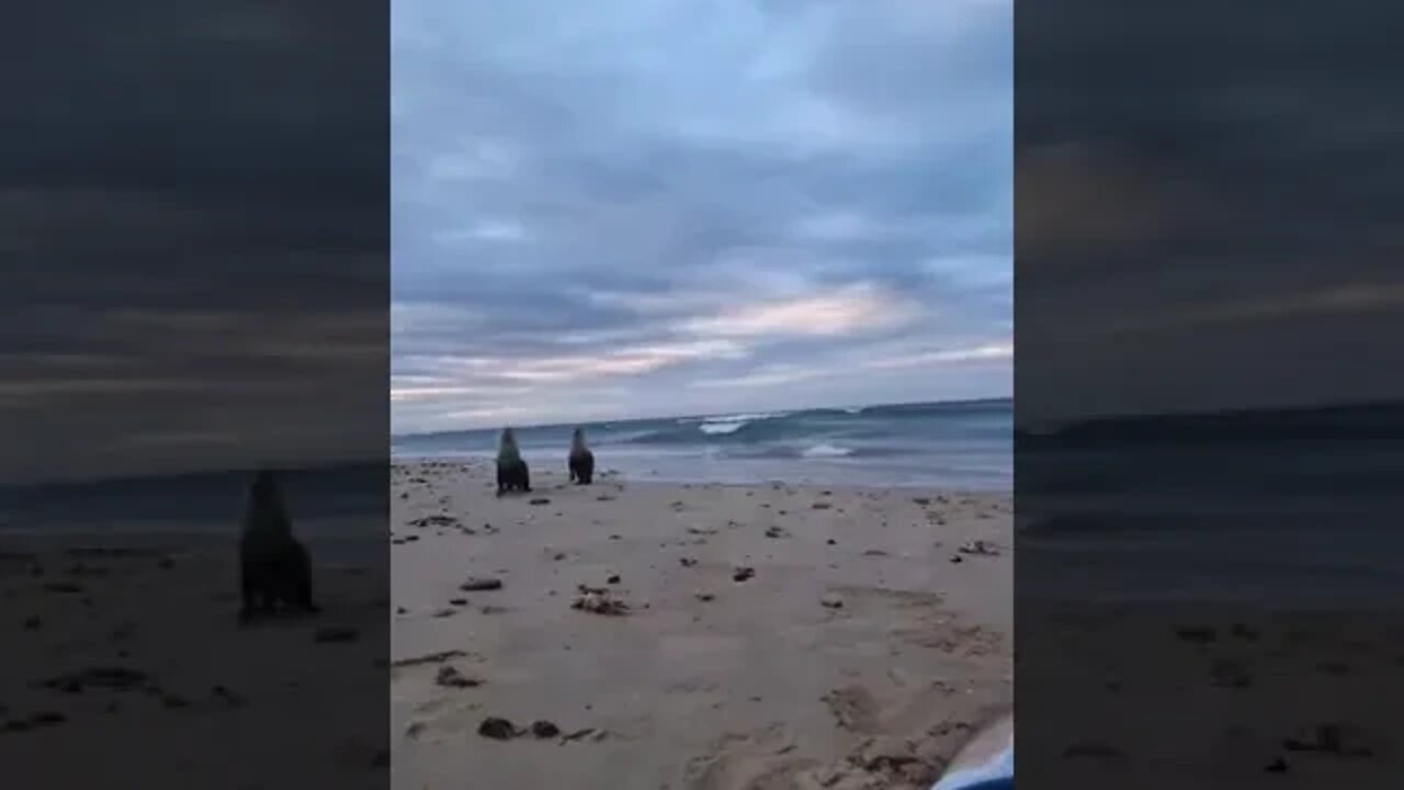 Cute otters attack at the beach #shorts