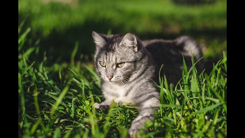 Funny And Cute Cat's Life, Cats And Owners Are The Best Friends