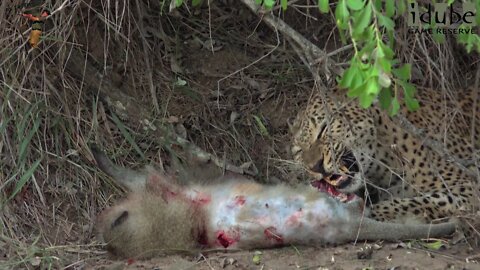 Leopard Family, Part 20