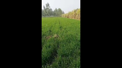 gehu ke kheto me winters गेहूं के खेतो मे #short #viral #trending