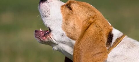 TOP 10 dog barking videos compilation 2023 ♥ Dog barking sound - Funny dogs