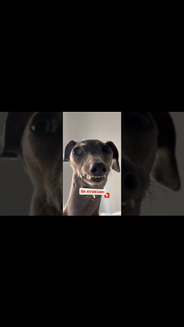 QUANDO A VIZINHA NÃO PERDOA NEM O ENTREGADOR DE GÁS🤣🤣🤣