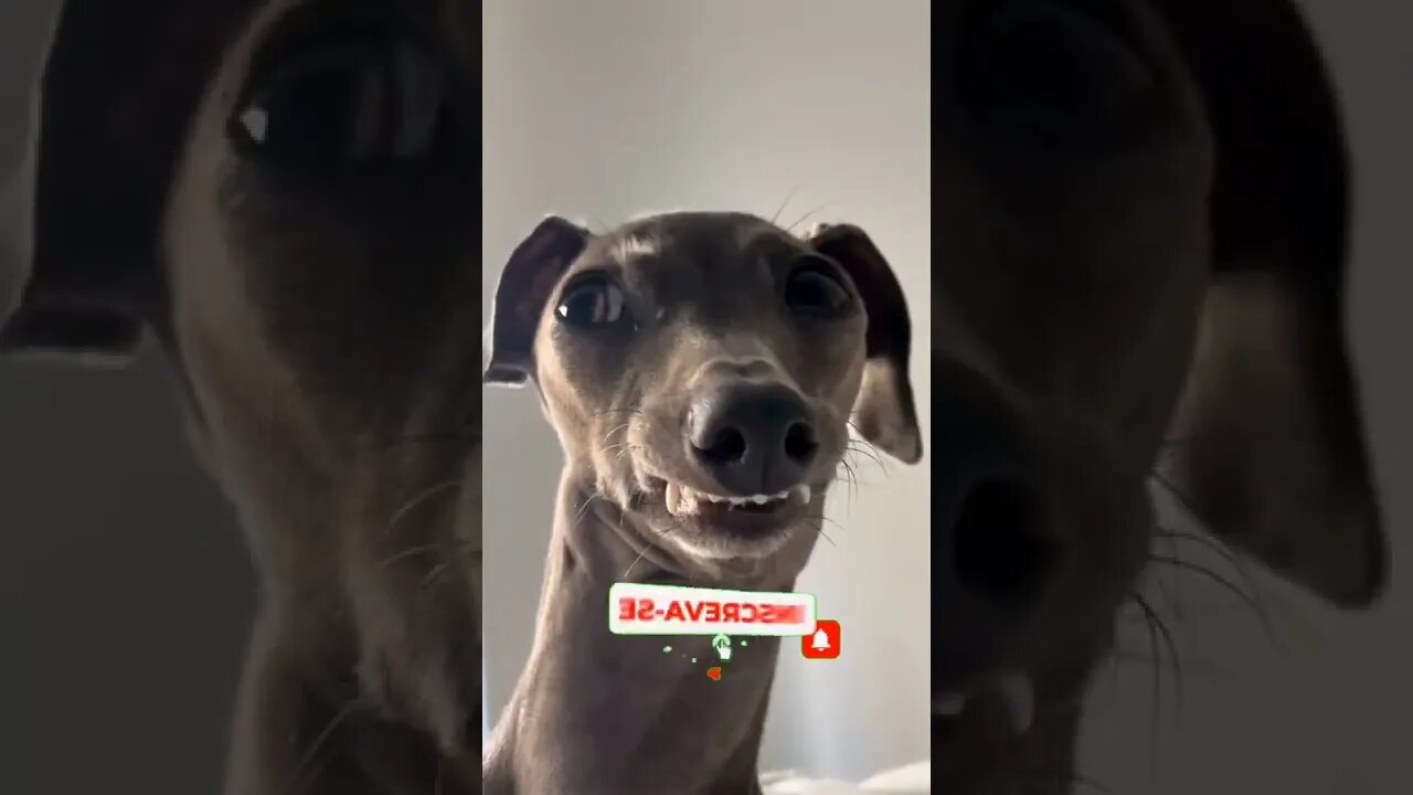 QUANDO A VIZINHA NÃO PERDOA NEM O ENTREGADOR DE GÁS🤣🤣🤣