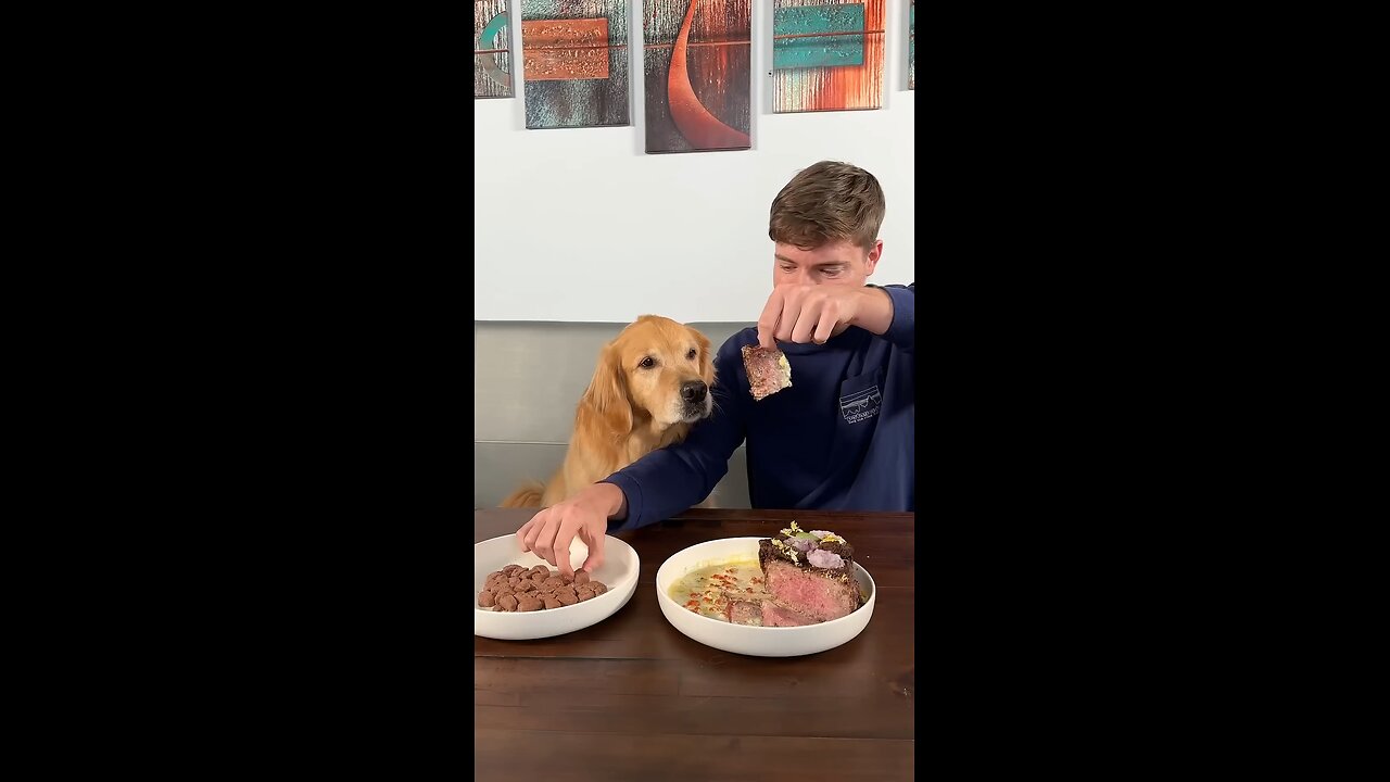 Feeding A Dog $1 vs $10,000 Steak 🥩 #mrbeast