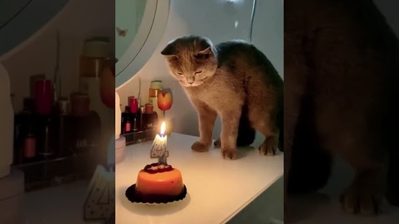 Cute animals-Try not to laugh
