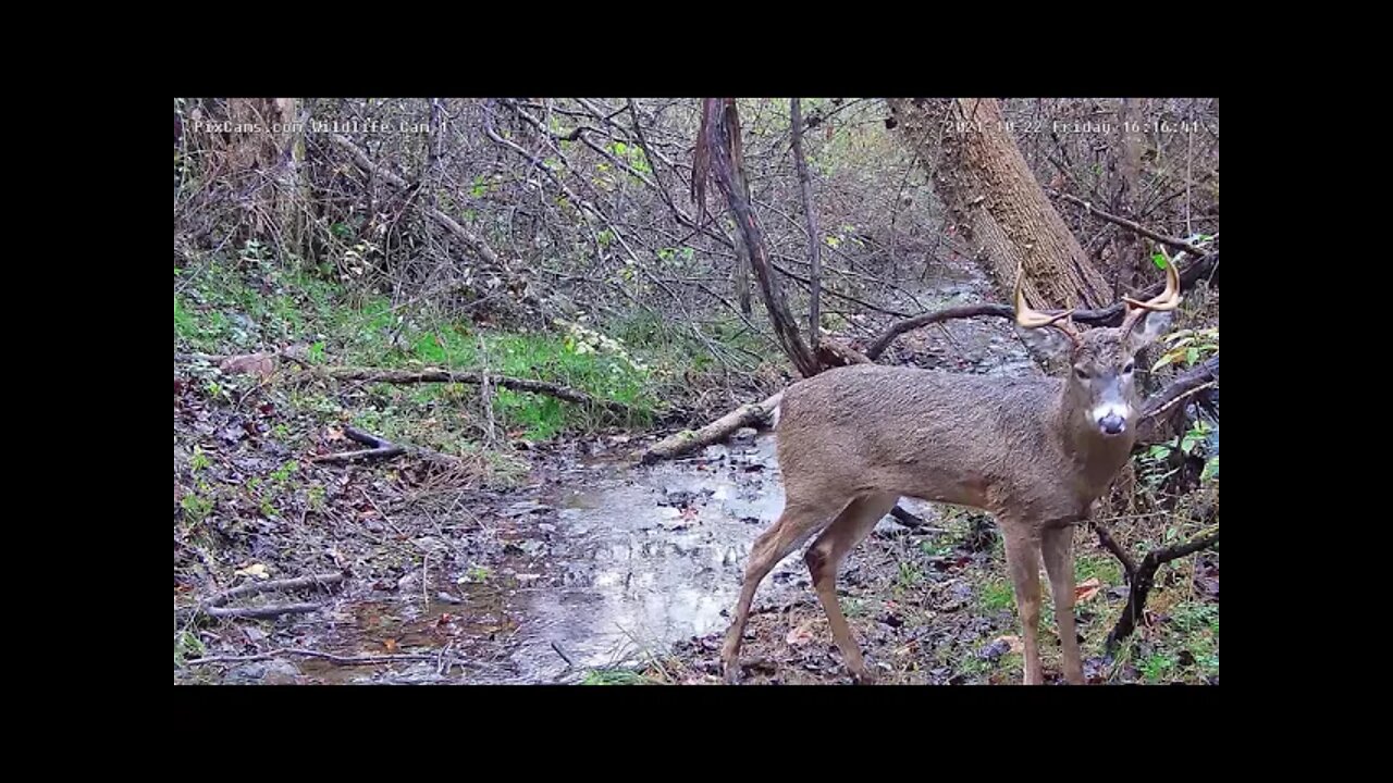 8Pt New Wildlife Cam 1