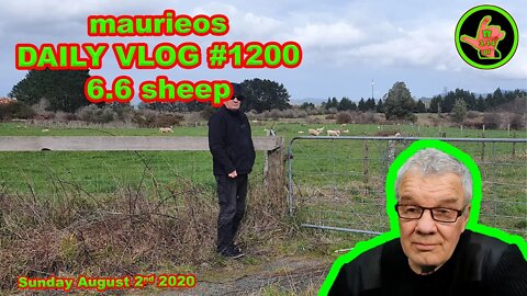 maurieos DAILY VLOG #1200 6.6 sheep