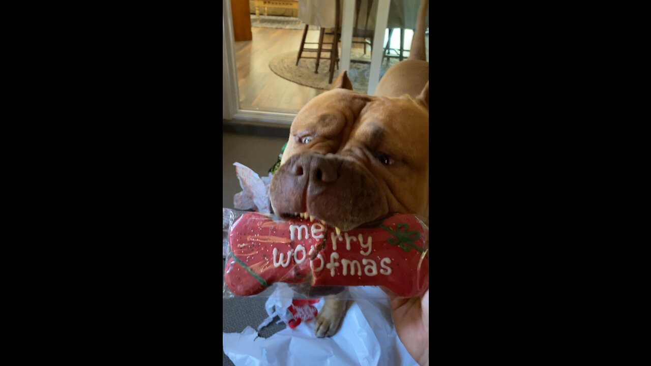 Massive Pit Bull opens his “Merry Woofmas” Christmas cookies 🦁😋