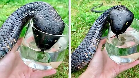Animals That Asked People for Help & Kindness !