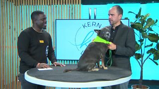 Kern Living: Meet Carney