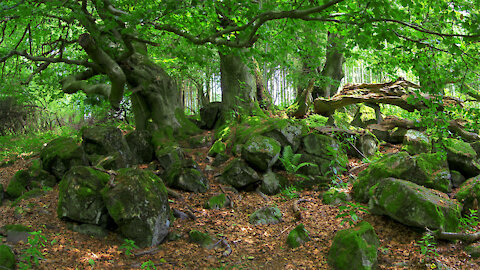 Ulrichstein in the Vogelsberg mountains