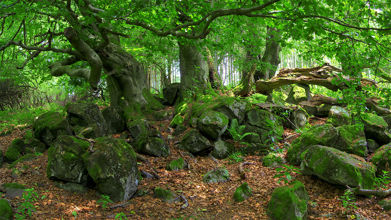 Ulrichstein in the Vogelsberg mountains