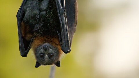 Fruit-loving Flying Foxes | Animals with Cameras 2 | BBC Earth