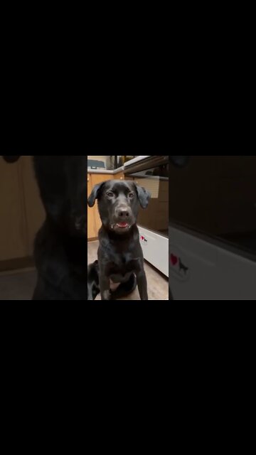 This Dog Tells The Truth!