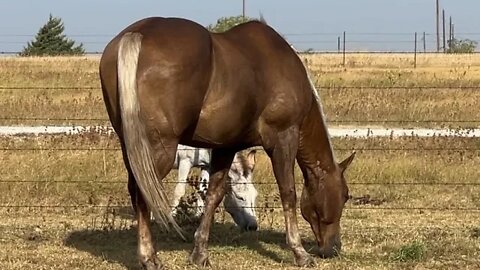 Morning Walk & Talk - Just Checking In With My Horsy People