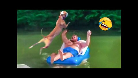 funny animals video