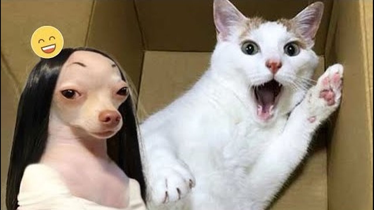 1 Hour Of Funniest Animals 😅 New Funny Cats and Dogs Videos 😸🔥