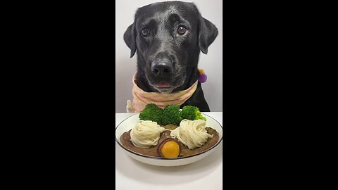 Delicious Steak 🥩 by a Labrador 🐶 Cute Pet Debut Plan 🐾 Zorro's Daily Life 🤪🤤