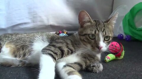 Kitten Cleans His Fur while Sitting on a Toy