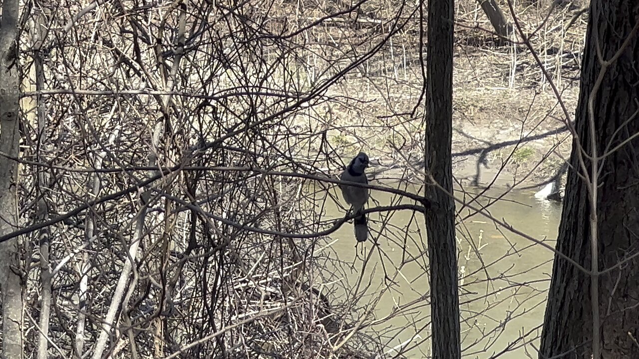 Intruder alert while trying to film Blue Jay