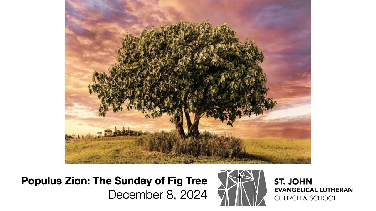 Populus Zion: The Sunday of Fig Tree — December 8, 2024