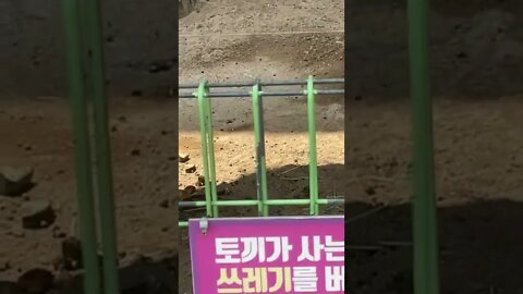 어린이대공원 토끼