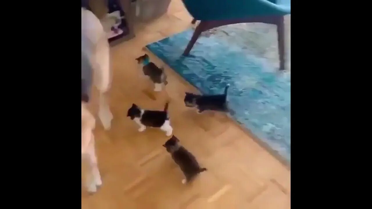 Babysitting isn’t so hard…😏😂🐕🐱