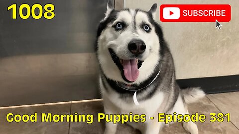 [1008] GOOD MORNING PUPPIES - EPISODE 381 [#dogs #doggos #doggos #puppies #dogdaycare]