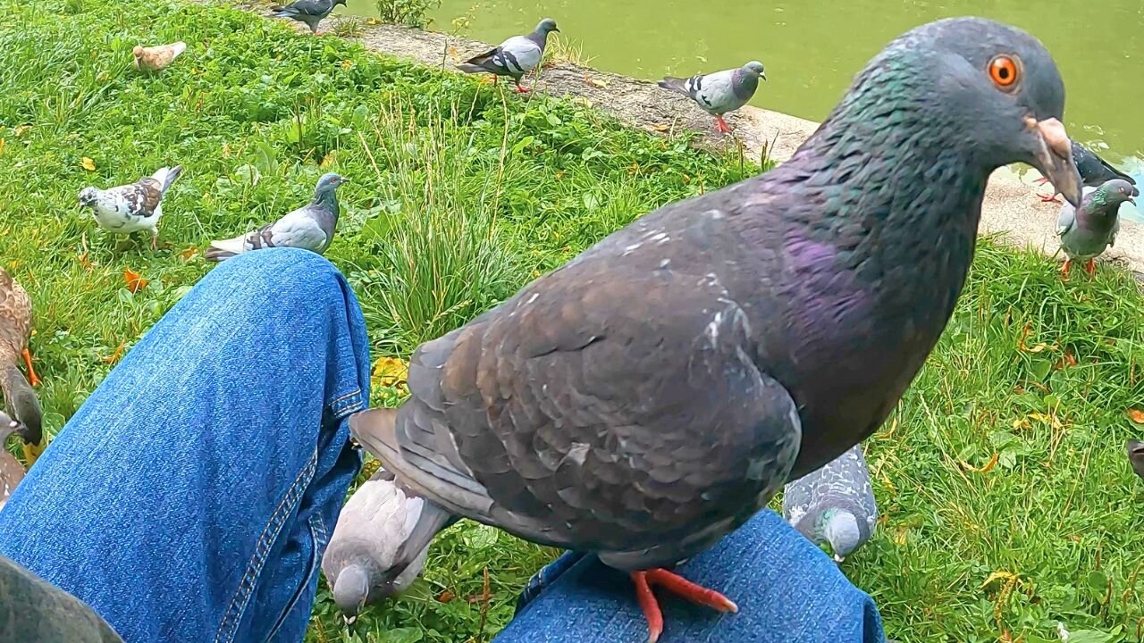 Pigeon Morning Exercises: Jumping from Knee to Knee