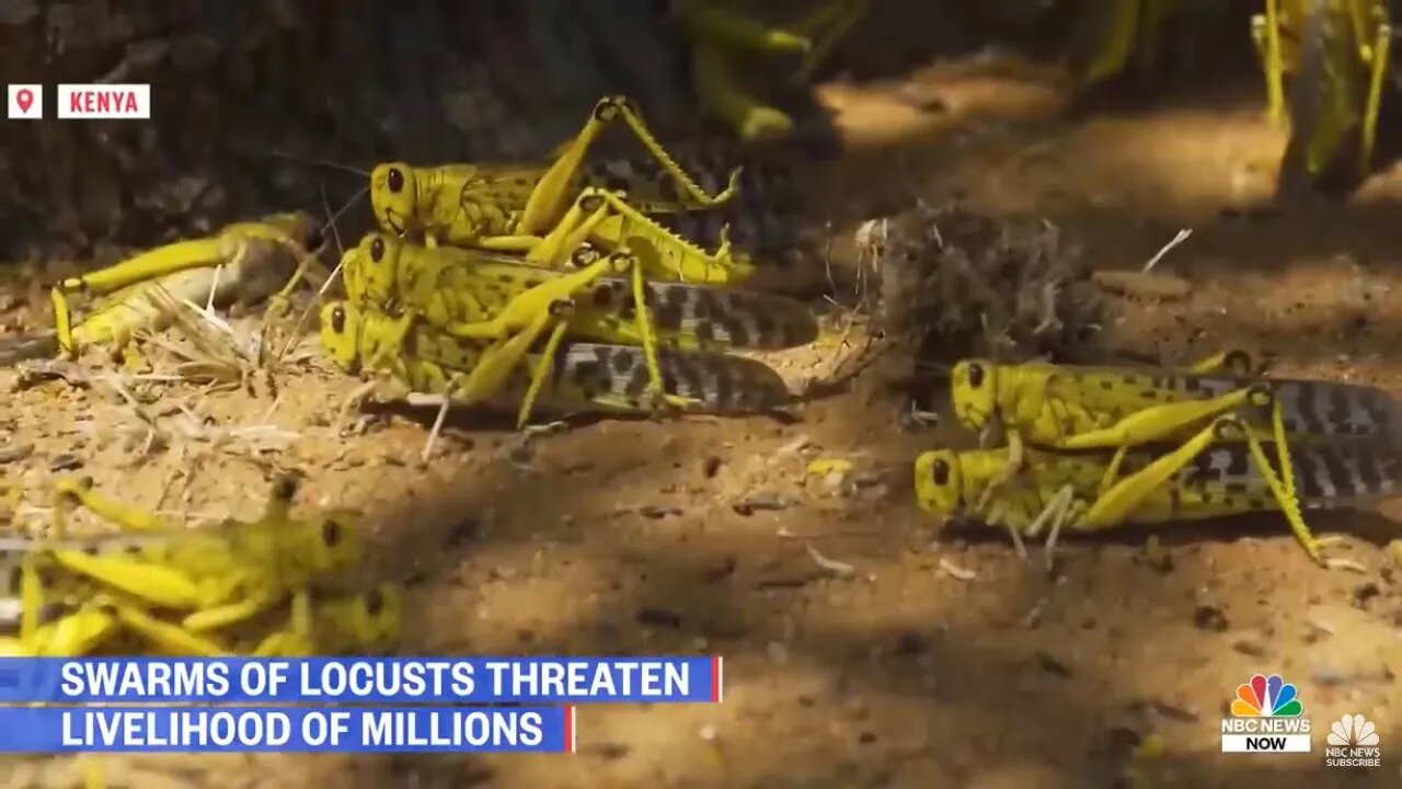 GMS NEWS UPDATE: SWARM OF LOCUSTS UPDATE