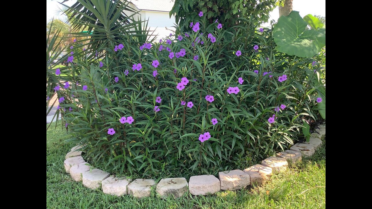 Mexican Petunia