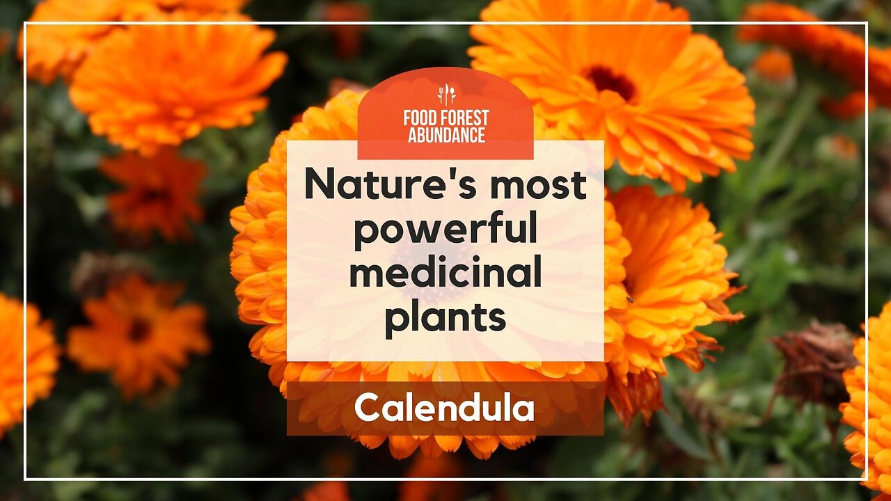 Nature’s most powerful medicinal plants: Calendula