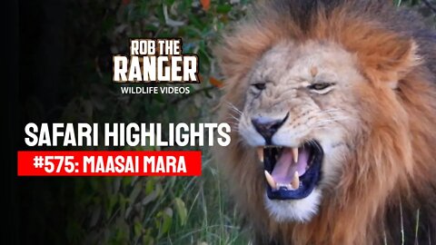 Safari Highlights #575: 24 December 2020 | Maasai Mara/Zebra Plains | Latest Wildlife Sightings