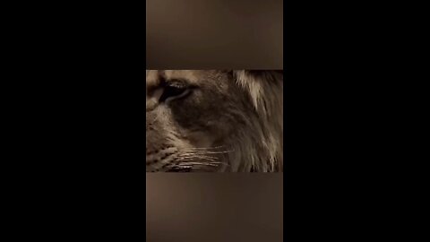 King of jungal