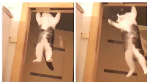 watch this amazing cat what do it is like James bond